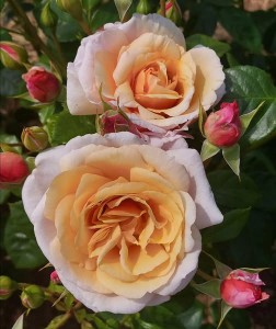 A FOND FAREWELL (floribunda)